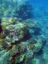 A colourful assortment of corals growing on a reef at keppel island, queensland, australia