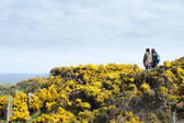 Bright colourful yellow gorse bushes growing on the Cleveland Way footpath along the Yorkshire coast with a couple of backpackers taking a healthy outdoor walk along the cliff tops