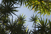 View from underneath looking up at the blue sky of lush tropical plants with radiating spiky leaves in a vacation and travel concept