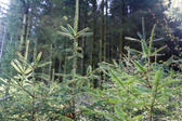 Forestry plantation of evergreen pine trees with young saplings in the foreground providing an important natural resource